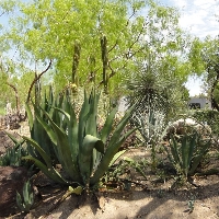ethel-m-botanical-cactus-gardens-in-nv