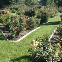 reno-municipal-rose-garden-in-nv