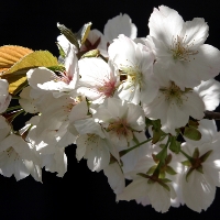 university-of-nevada-garden-and-arboretum-in-nv